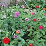 Διαμέρισμα - Bunte Stadt Am Harz *