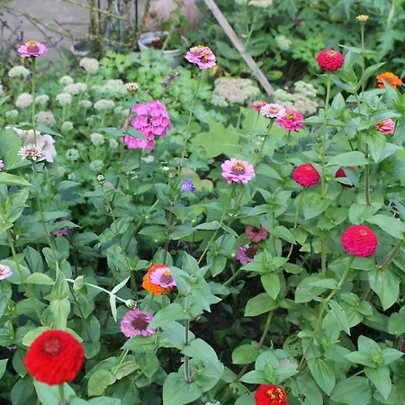 Apartament - Bunte Stadt Am Harz *