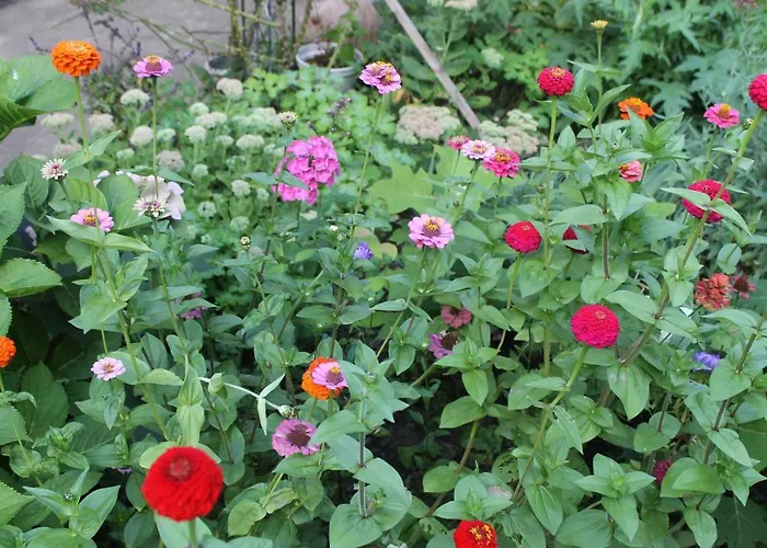 Διαμέρισμα - Bunte Stadt Am Harz *